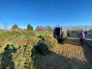 EACH Christmas tree collection